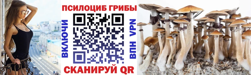 Купить  Анжеро-Судженск  Галлюциногенные грибы Psilocybe 